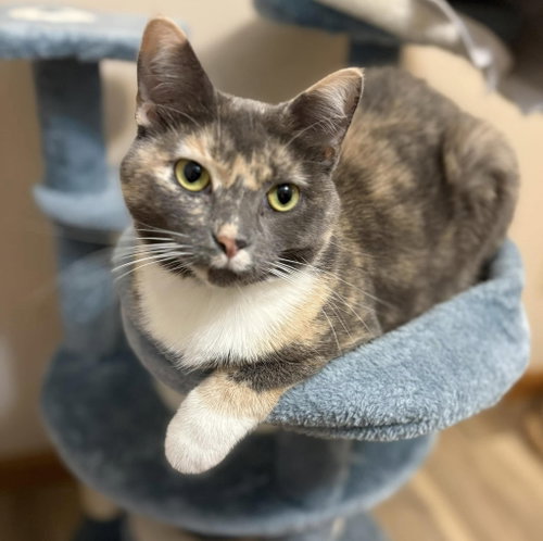 Strudel, Calico, cat for adoption in Bloomington, Illinois