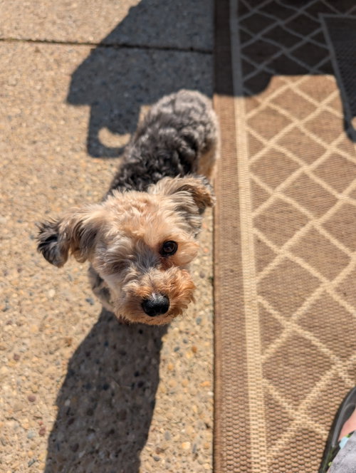Cosmo, an adoptable Yorkshire Terrier Yorkie in bloomington, IL