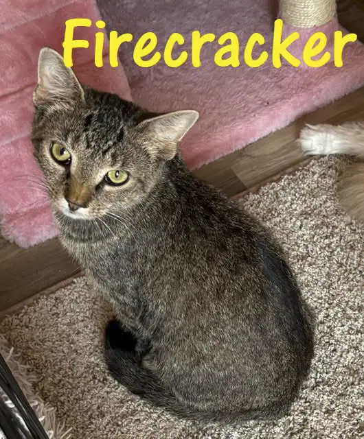 Firecracker - Domestic Short Hair