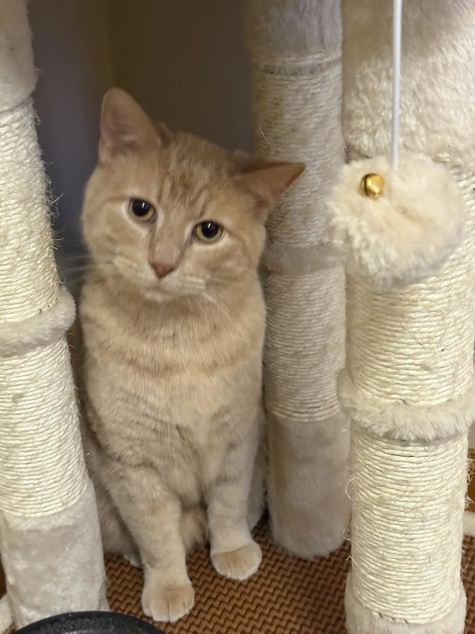 Sam - Domestic Short Hair