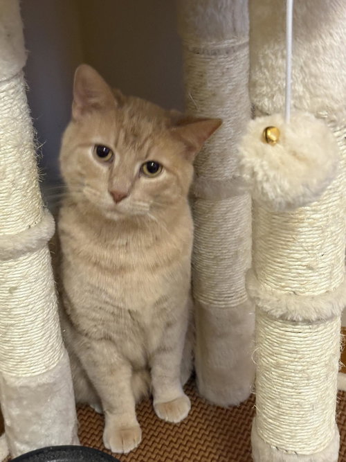 picture of the cat needing adoption