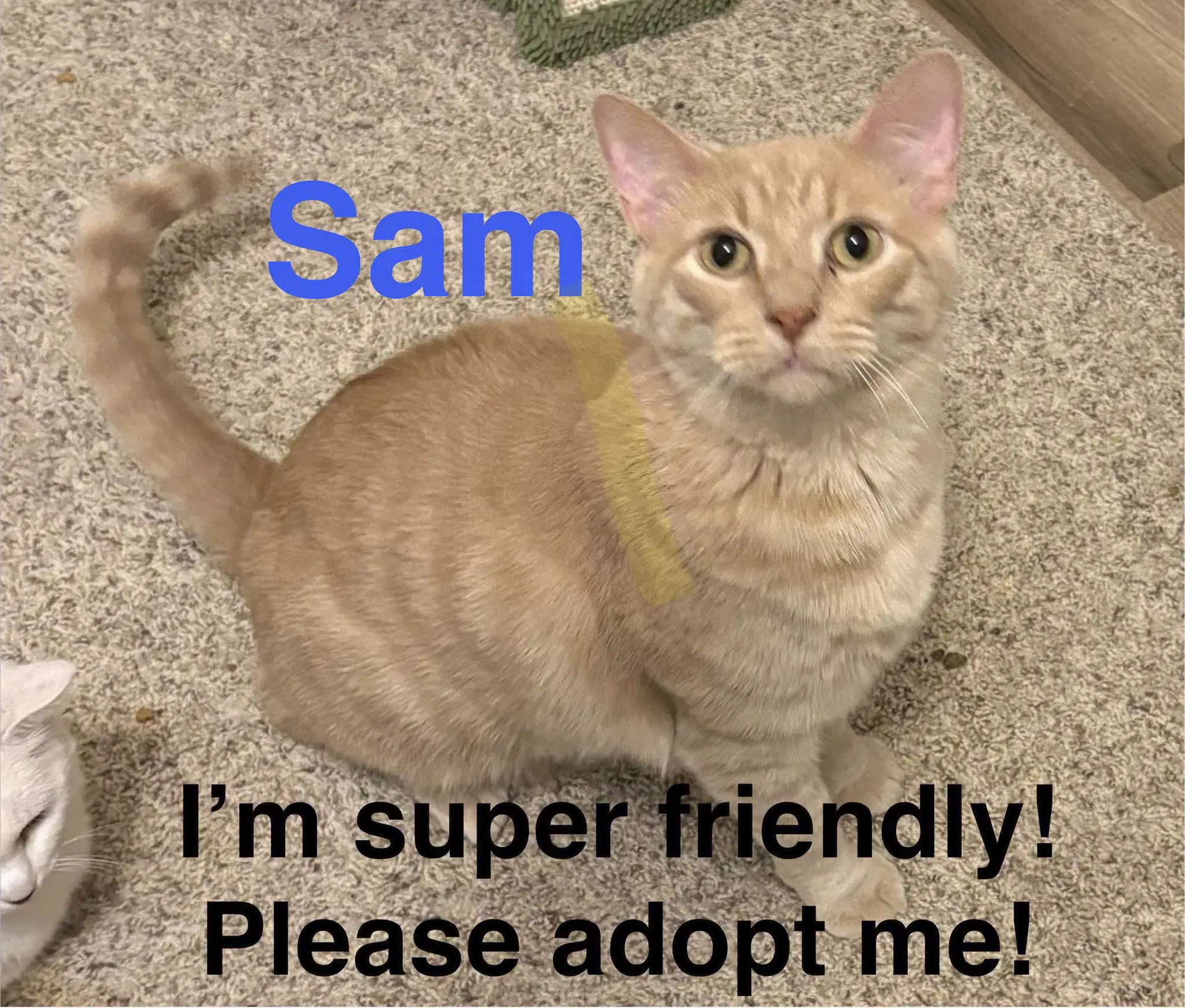 Sam image 2