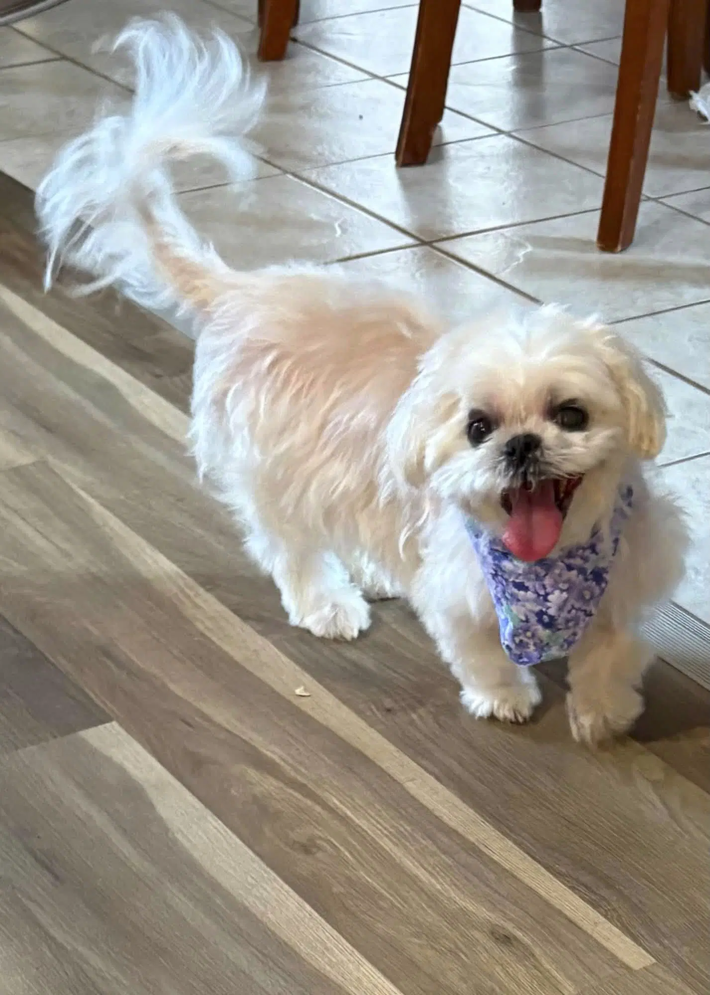 Maggie - Shih Tzu