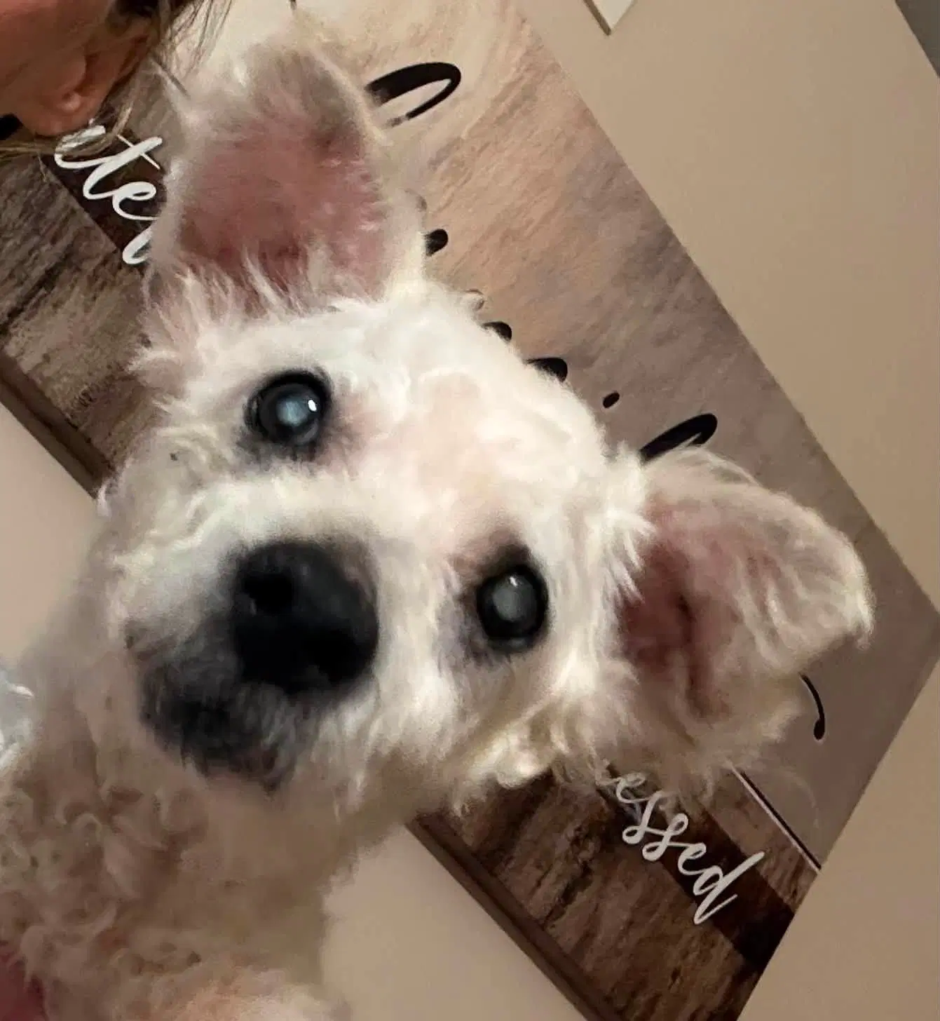 Atticus - Poodle (Miniature)