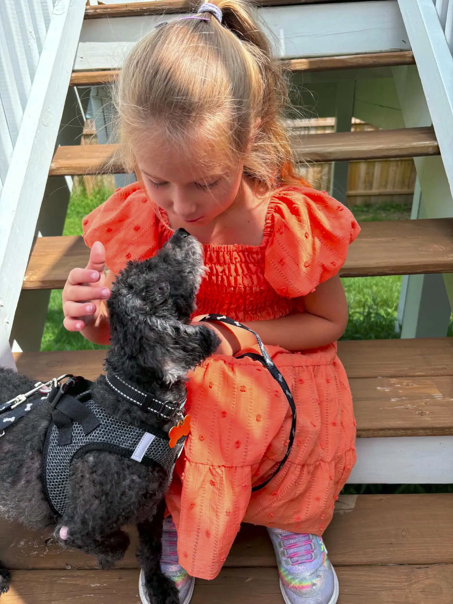 Boone - Poodle (Miniature)