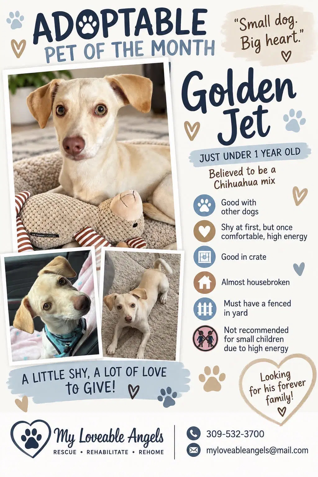 Golden Jet - Chihuahua