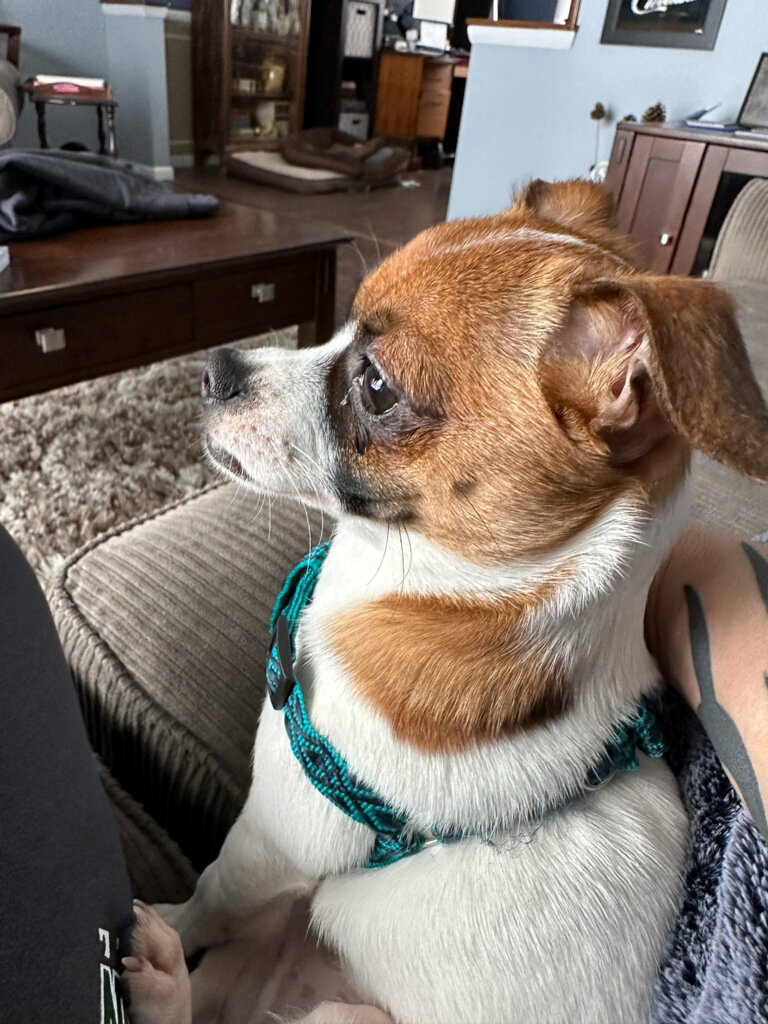Dog for Adoption Charlie, a Chihuahua in Elyria, OH Alpha Paw