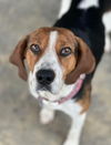 adoptable Dog in , OH named COURTESY POST: Nelli