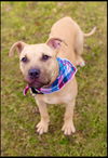 adoptable Dog in strongsville, OH named Rex