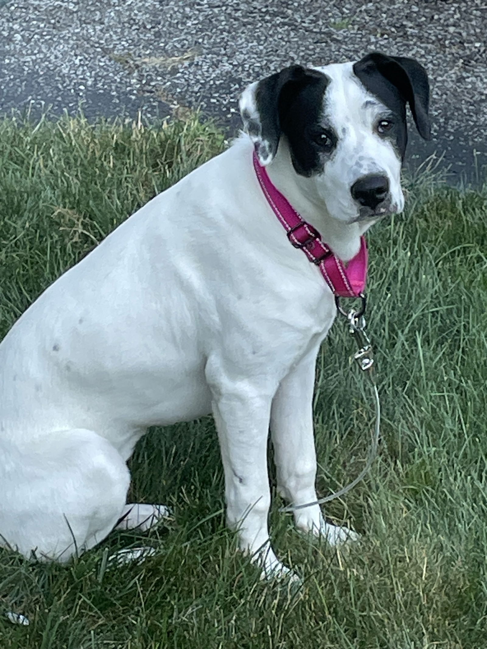 adoptable Dog in Strongsville, OH named Lexi
