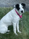 adoptable Dog in strongsville, OH named Lexi