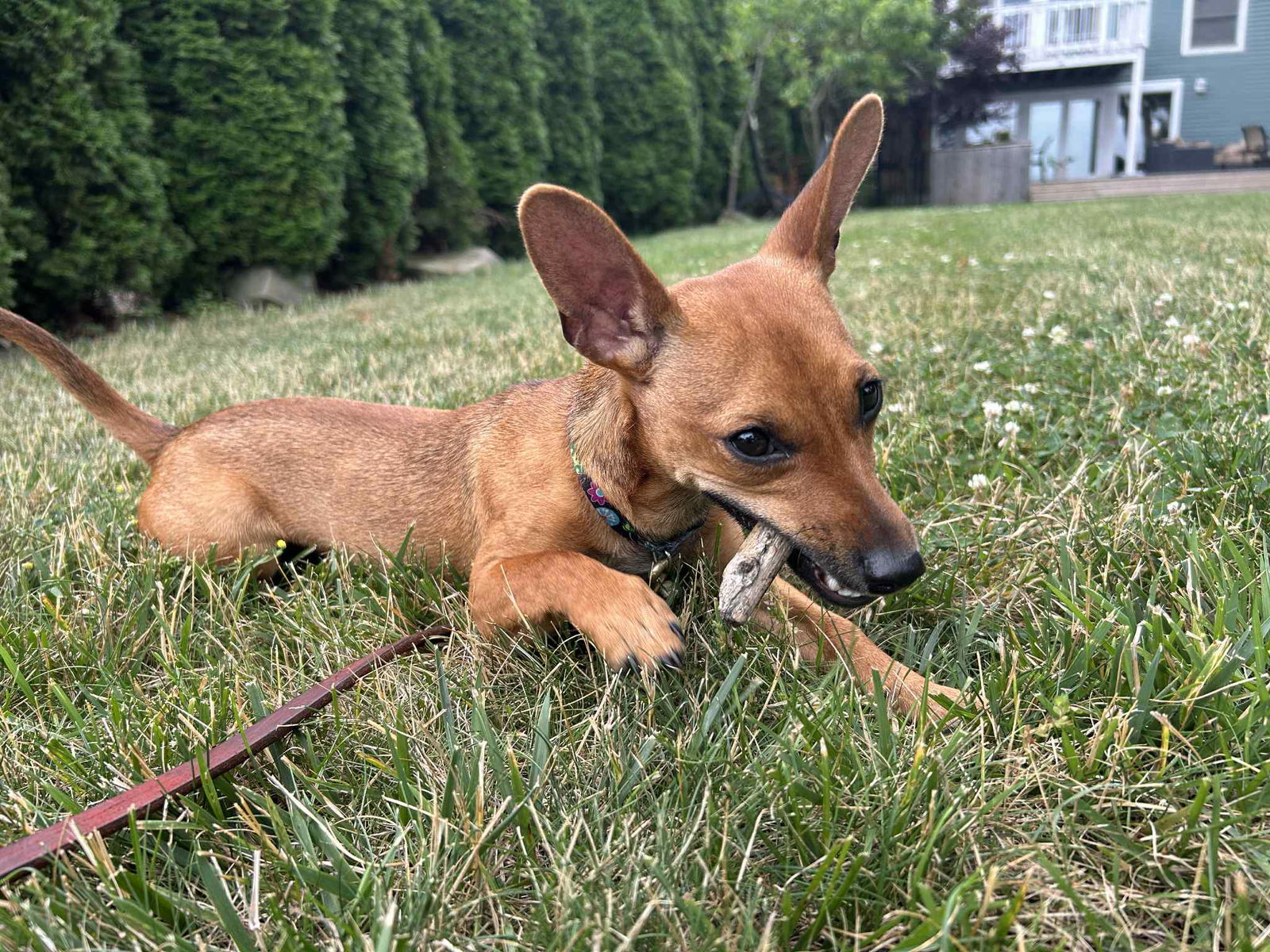 adoptable Dog in Strongsville, OH named Doori