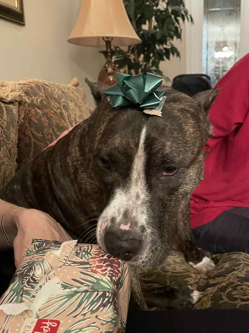 LADY BUG - Pit Bull Terrier available for adoption