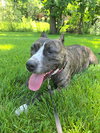 Lady bug - Photo 4