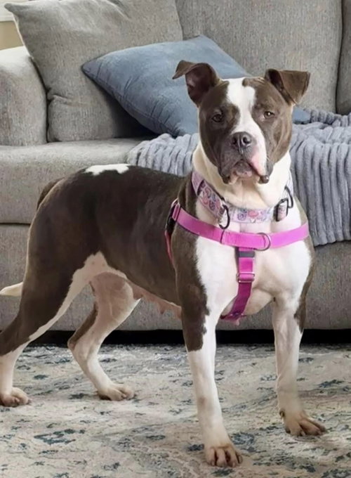 PATSY - Boxer / American Bulldog for adoption in Cleveland
