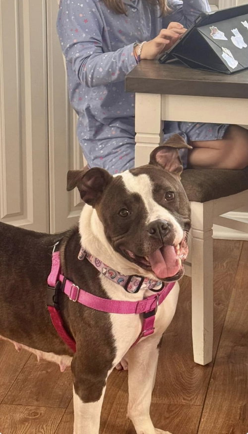 PATSY - Boxer / American Bulldog available for adoption