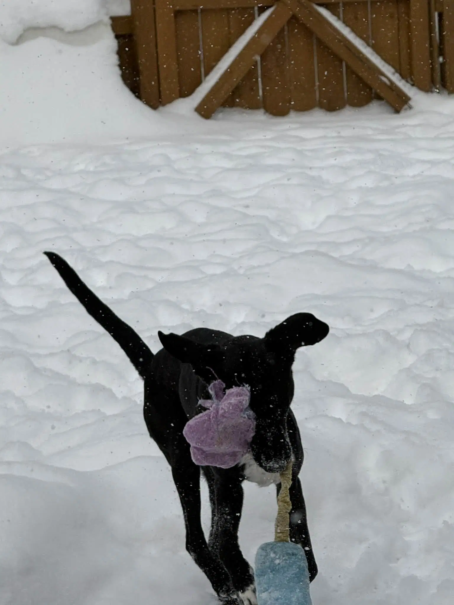 Zeus - Labrador Retriever