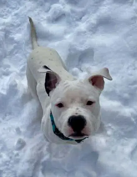 Oreo - American Bulldog