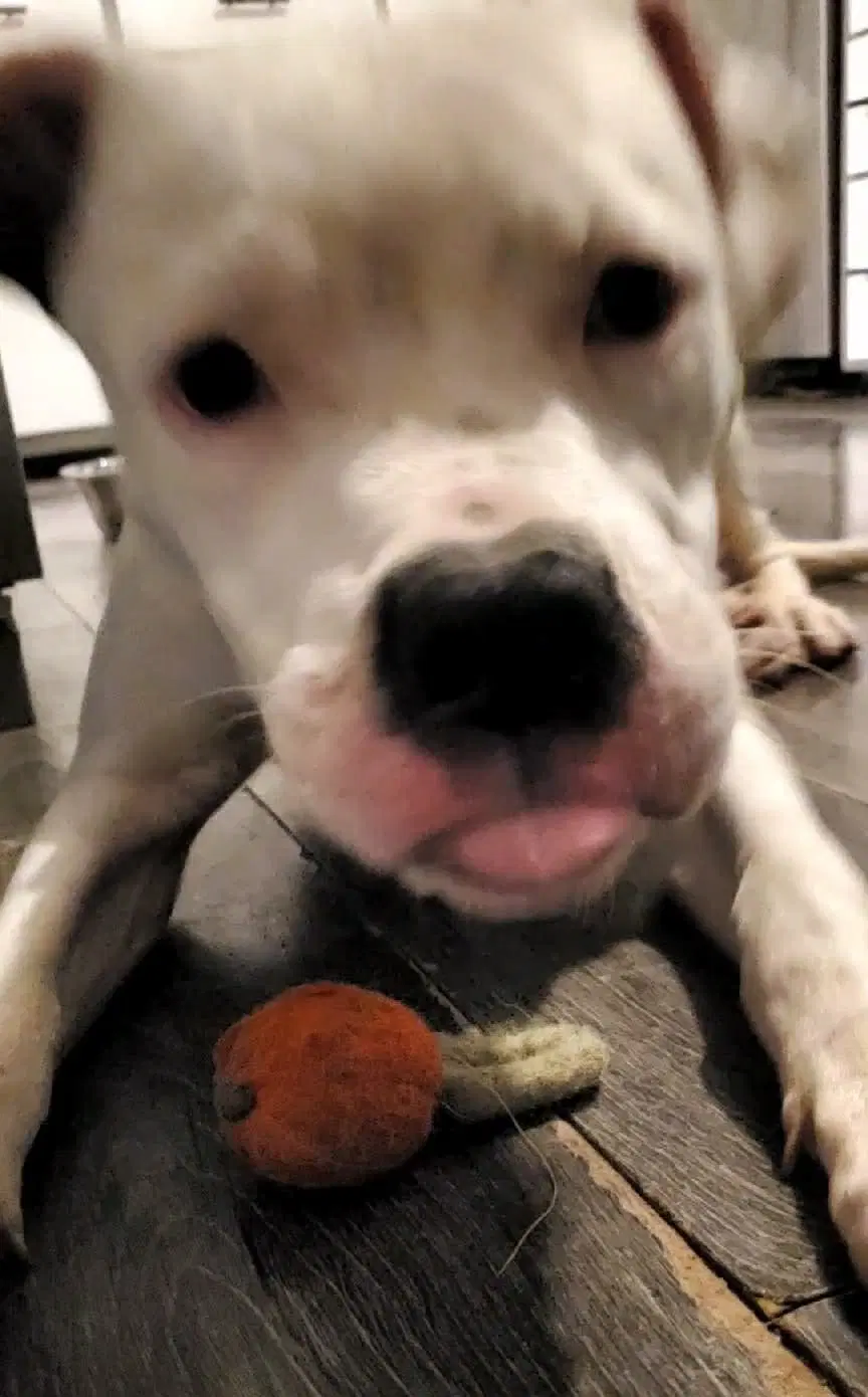 Oreo image 4
