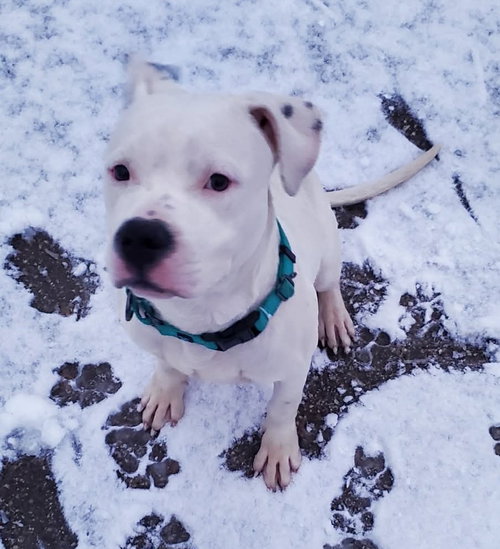 Photo 6 of Oreo