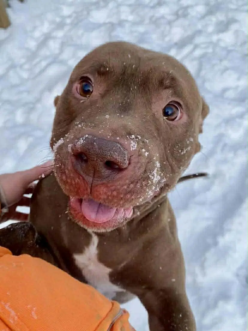 Calvin - Pit Bull Terrier