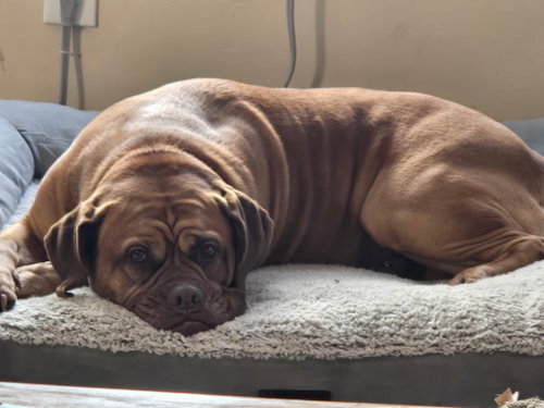 COURTESY POST: Allie, an adoptable Mastiff in Strongsville, OH