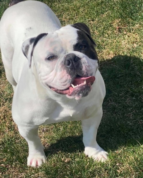 picture of the dog needing adoption