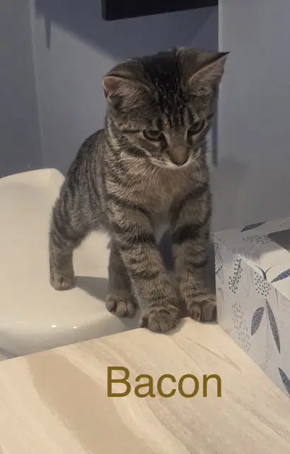 Bacon - Domestic Short Hair