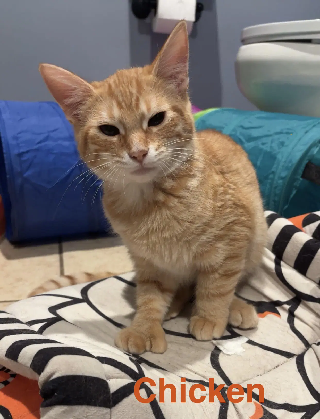 Chicken - Domestic Short Hair