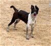 adoptable Dog in southlake, TX named Tillie -CL