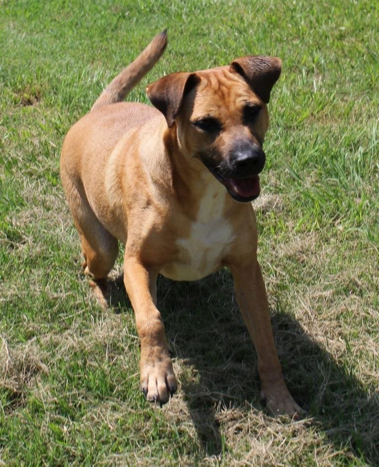 adoptable Dog in Southlake, TX named Daisy- CL