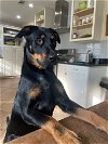 adoptable Dog in southlake, TX named Blarney