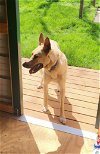 adoptable Dog in southlake, TX named Gunny- CL
