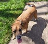 adoptable Dog in  named Dixie- CL
