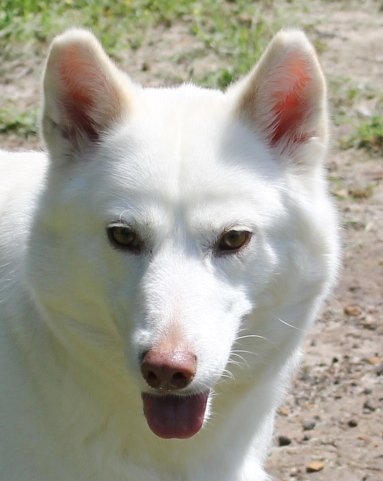 adoptable Dog in Southlake, TX named Chloe - CL