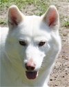 adoptable Dog in southlake, TX named Chloe - CL
