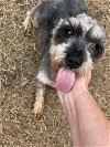 adoptable Dog in southlake, TX named Valentine