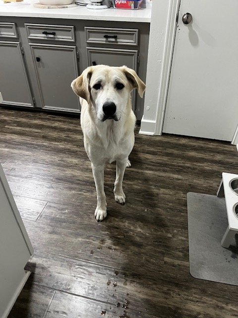 adoptable Dog in Southlake, TX named Archie -CL