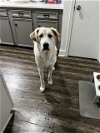 adoptable Dog in southlake, TX named Archie -CL