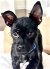 adoptable Dog in southlake, TX named Moony