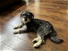 adoptable Dog in southlake, TX named Barney