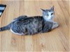 adoptable Cat in , CT named Paczki (Zizi)