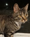 adoptable Cat in naugatuck, CT named Suzie