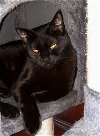 adoptable Cat in naugatuck, CT named Josie