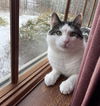 adoptable Cat in , CT named Adonis