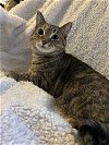 adoptable Cat in , CT named Sasha Catby