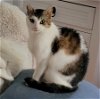 adoptable Cat in , CT named Desiree (Desi)
