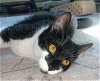 adoptable Cat in naugatuck, CT named Harmony