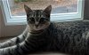 adoptable Cat in naugatuck, CT named Terra