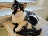 adoptable Cat in , CT named Lacy